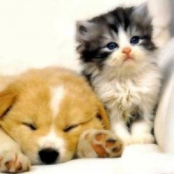 Puppies just for you